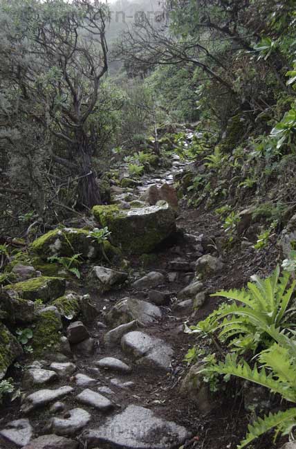 Camino Real auf Gran Canaria